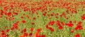 Panorama of a field of red poppies Royalty Free Stock Photo