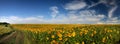 Panorama field of sunflowers, high-resolution photography, summer landscape Royalty Free Stock Photo