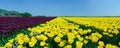 Panorama field of tulips Royalty Free Stock Photo