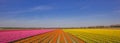 Panorama of a field of tulips in pink, orange and yellow