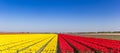 Panorama of a field of tulips in vibrant red and yellow colors in Noordoostpolder