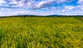 Panorama of a field with wheat and wild red and blue flowers