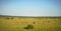 The panorama of the field where a herd of cows grazing