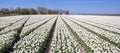 Panorama of a field of white tulips Royalty Free Stock Photo