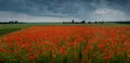 field with wild poppies and a stormy sky Royalty Free Stock Photo