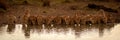 Panorama of fifteen lions lying drinking water