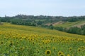 Panorama of Filottrano (Marches) with sunflowers