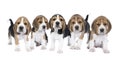 Panorama of five beagle dog pups standing and sitting isolated against a white background Royalty Free Stock Photo