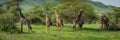 Panorama of five Masai giraffe browsing bushes Royalty Free Stock Photo