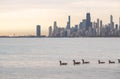 A flock of Canadian geese swimming in front of the Chicago skyline during sunrise in autumn