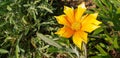 Flower Gazania