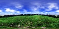 Panorama of a flower meadow, flower hills view. HDRI . equidistant projection