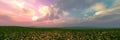 Panorama of a flower meadow Royalty Free Stock Photo