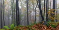 Panorama with fog forest. Beech trees. Fall scenery. From the lawn covered with orange leaves is located beautiful old stone. Royalty Free Stock Photo