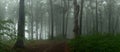 Panorama of foggy forest. Fairy tale spooky looking woods in a m Royalty Free Stock Photo