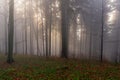 Panorama of foggy forest. Fairy tale spooky looking woods in a misty day. Cold foggy morning in horror forest Royalty Free Stock Photo