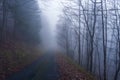 Panorama of foggy forest. Fairy tale spooky looking woods in a misty day. Cold foggy morning in horror forest Royalty Free Stock Photo