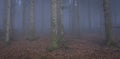 Panorama of foggy forest. Fairy tale spooky looking woods in a misty day. Cold foggy morning in horror forest Royalty Free Stock Photo