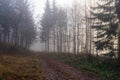 Panorama of foggy forest. Fairy tale spooky looking woods in a misty day. Cold foggy morning in horror forest Royalty Free Stock Photo