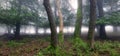 Panorama of Foggy forest. Fairy tale spooky looking woods in a misty sunrise. Cold foggy morning in horror forest Royalty Free Stock Photo