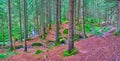 Panorama of the forest with conifer trees and creeks, Mount Hoverla, Carpathians, Ukraine Royalty Free Stock Photo