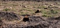 Panorama forest dieback bark beetle forest damage