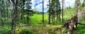 Wide panorama of the forest edge overlooking the lake. Inverted pine root. Tall trees under blue skies. Karelia. North Royalty Free Stock Photo