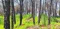 Panorama of forest after fire with black trees and green grass Royalty Free Stock Photo