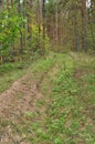Panorama of the forest. Fire moat in the forest. Royalty Free Stock Photo