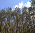 Panorama of forest homogen Royalty Free Stock Photo