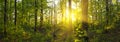 Panorama of forest landscape with bright morning sun shining through trees and green leaves Royalty Free Stock Photo