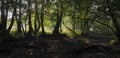 Panorama of the forest lawn. Royalty Free Stock Photo