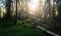 Panorama in forest. Light coming through the trees like in a fairy tale landscape