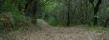 Panorama of a forest with shady path