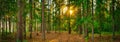 Forest panorama. Sunset landscape Royalty Free Stock Photo