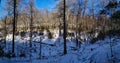 panoramic of trees in the forest in winter when the trees are free of leaves