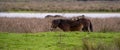 Panorama of four starlings stand on a chestnut brown horse back. Wild horses in nature, grass and lake Royalty Free Stock Photo