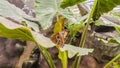 Panorama frame Brown butterfly on vibrant green plant inside a greenhouse with glass roof Royalty Free Stock Photo