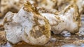 Panorama frame Close up of the bone of a dead animal with a white and rough surface Royalty Free Stock Photo