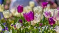 Panorama frame Close up of dainty tulips with exquisite purple and white petals on a sunny day