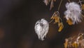 Panorama frame Close up of delicate white flowers isolated against a blurry background