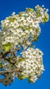 Panorama frame Dainty white flowers on the branches of a tree isolated against clear blue sky Royalty Free Stock Photo