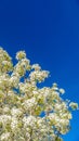 Panorama frame Flowering tree with white blossoms isolated against vibrant blue sky background