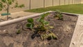 Panorama frame Raised garden beds with plants and soil at the backyard with gravel and grasses