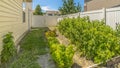 Panorama frame Vegetables growing on the yard of a home with blue sky overhead on a sunny day