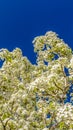 Panorama frame White blossoms of a flowering tree blooming under sunlight in spring Royalty Free Stock Photo