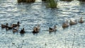 Panorama frame White and brown ducks swimming on pond with bench and pathway in the background