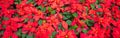 Panorama full frame display of blooming poinsettia at garden bed, ornamental seasonal flower well known for red and green foliage