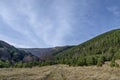 Panorama of glade and late autumn forest in Vitosha mountain