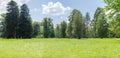 Panorama of a glade in a park Royalty Free Stock Photo